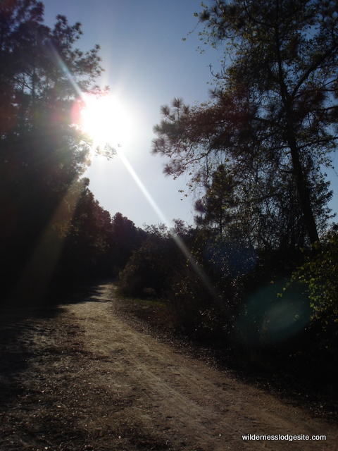 Trail back to Wilderness Lodge